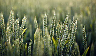 在线轰炸机免费版